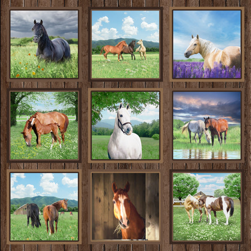 Horse Life Collage