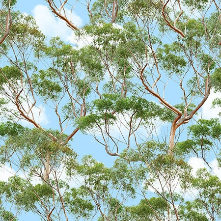 Eucalyptus Trees