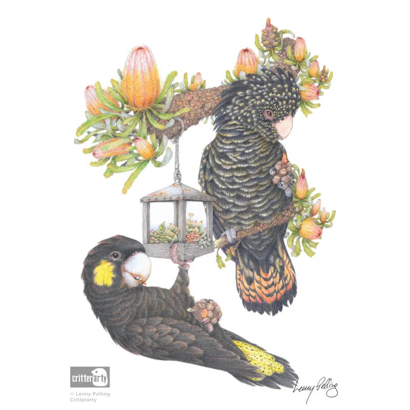 Black Cockatoo Unframed Art Print
