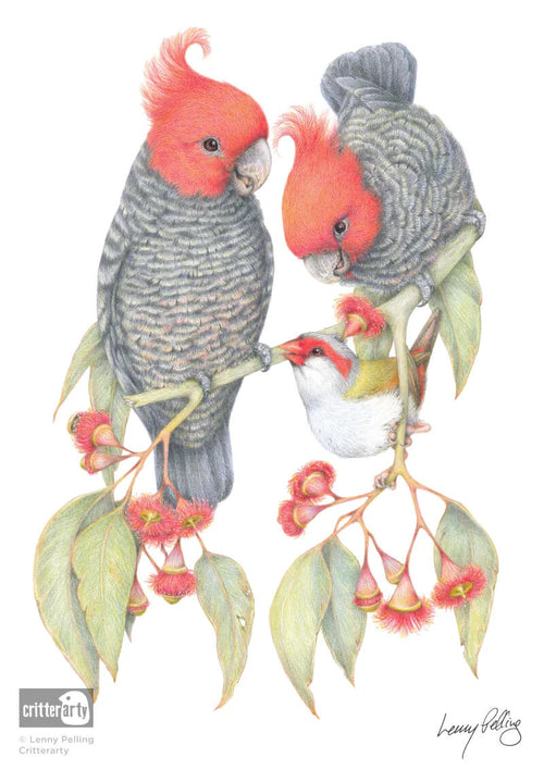 Gang Gang Cockatoo Unframed Art Print